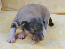 puppies