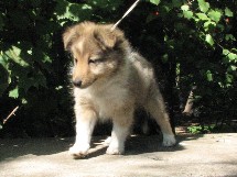 puppies