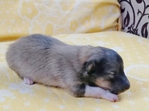 puppies
