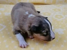 puppies