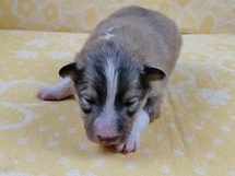 puppies