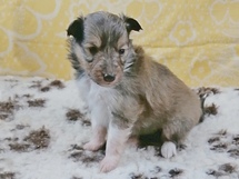 puppies