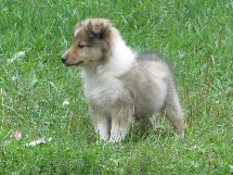 puppies