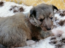 puppies