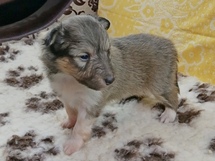 puppies