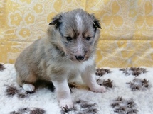 puppies