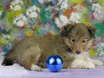 puppies