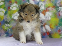 puppies