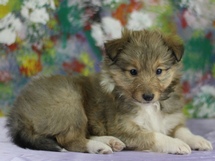 puppies
