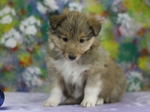 puppies