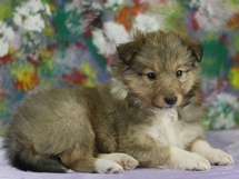 puppies