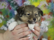 puppies