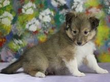 puppies