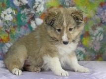 puppies