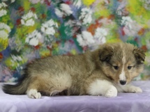 puppies