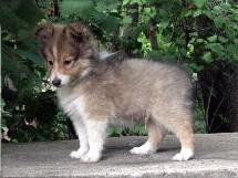 puppies