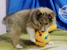 puppies