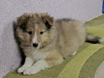 puppies