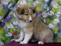 puppies