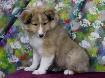 puppies