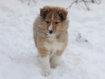puppies
