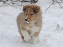 puppies