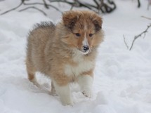 puppies