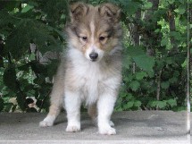 puppies