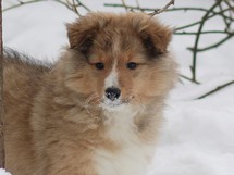 puppies