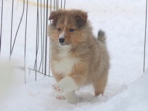 puppies