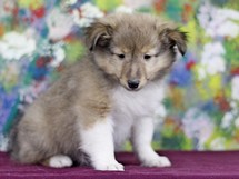 puppies