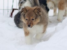 puppies