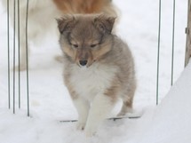 puppies