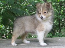puppies