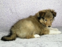 puppies