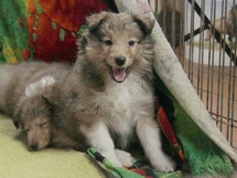 puppies