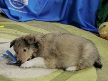 puppies