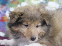 puppies