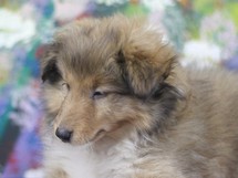 puppies