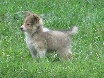 puppies