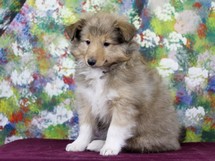 puppies