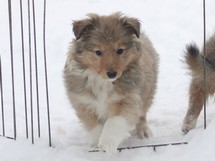 puppies