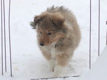 puppies