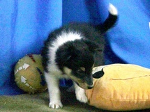 puppies