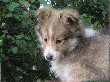 puppies