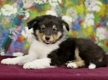 puppies