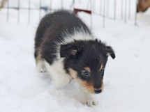 puppies