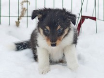 puppies
