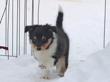 puppies
