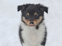 puppies